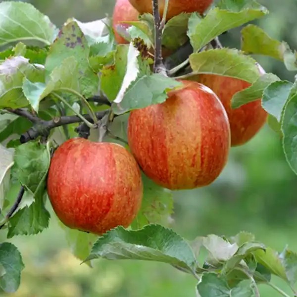 Orange crisp® almafa